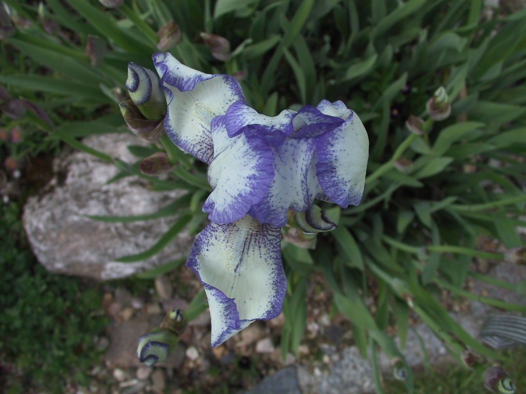 Iris pumila Rococo Mini - Blueten Macro.jpg